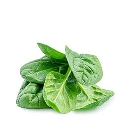 Fresh Spinach Leaves  Pure Nutritious